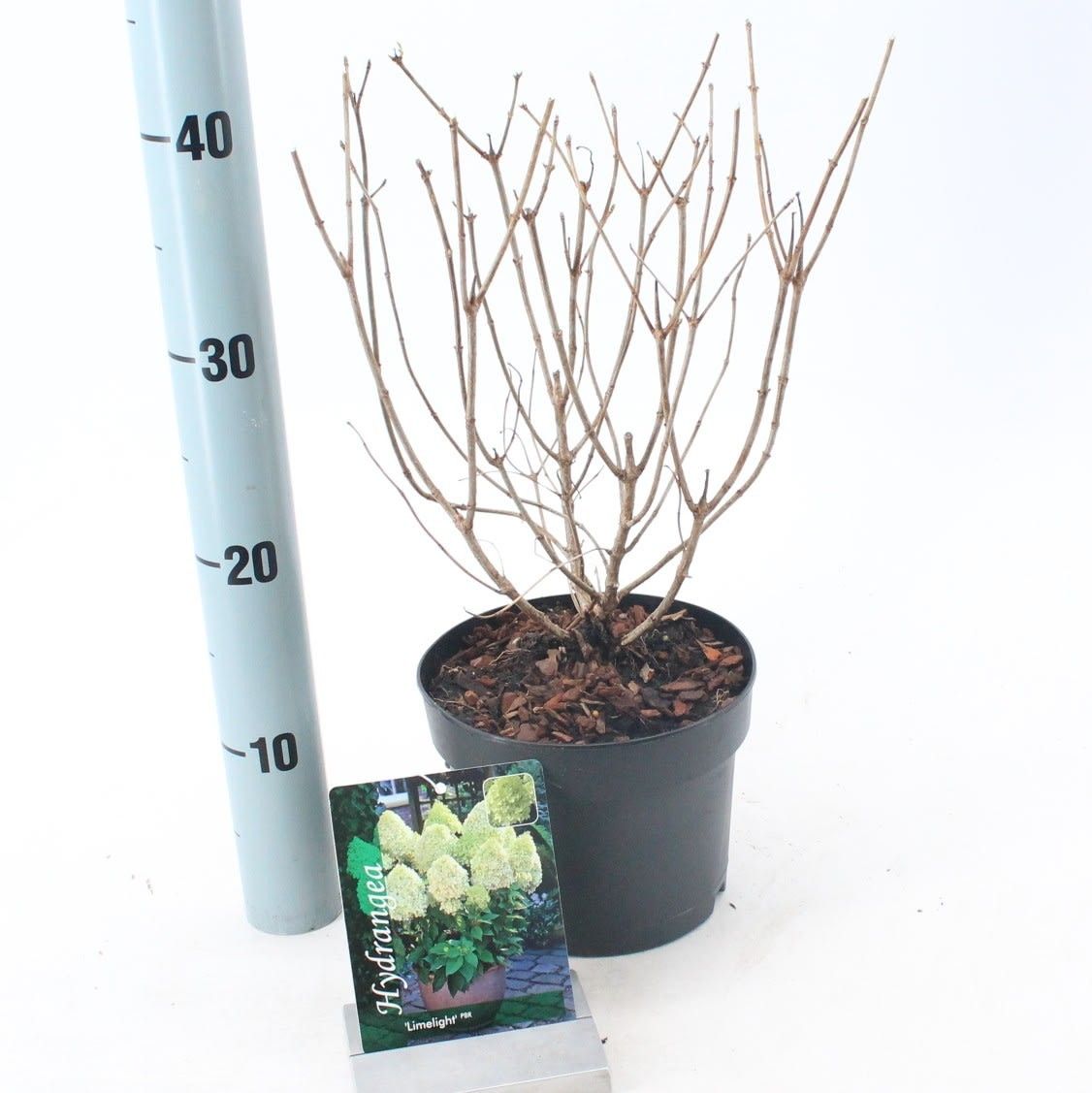 Hydrangea pan. ‘Limelight’® PBR, D 17