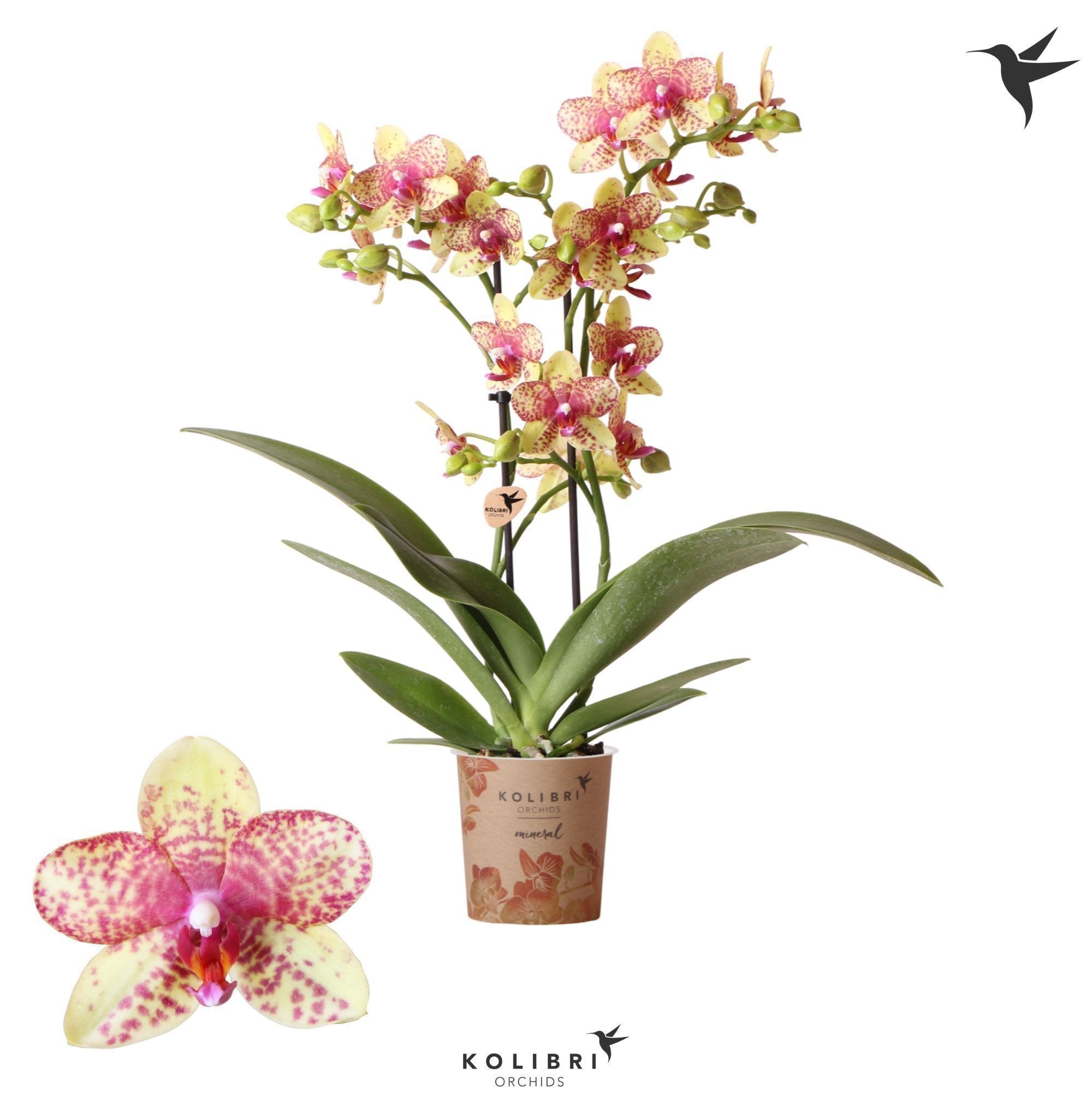 Kolibri Orchids Phalaenopsis Blossom Grosetto 2 spike, D 12