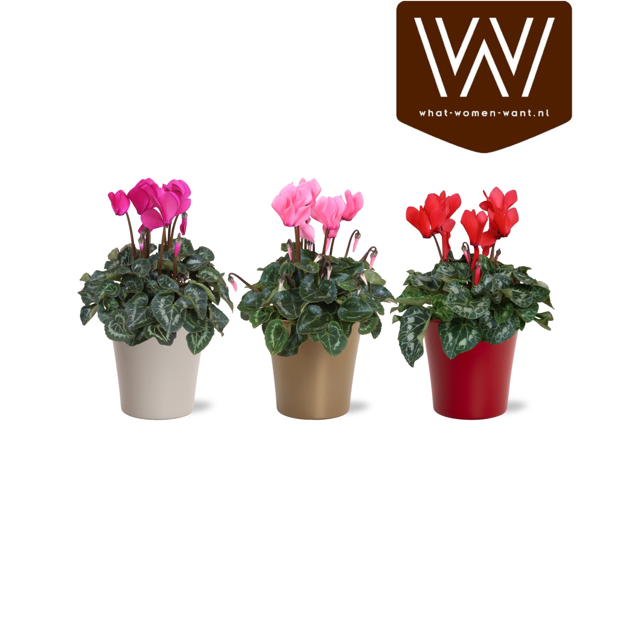 Collectie "Top Blend" Cyclamen mix in gekleurd lotte keramiek kerst, D 14