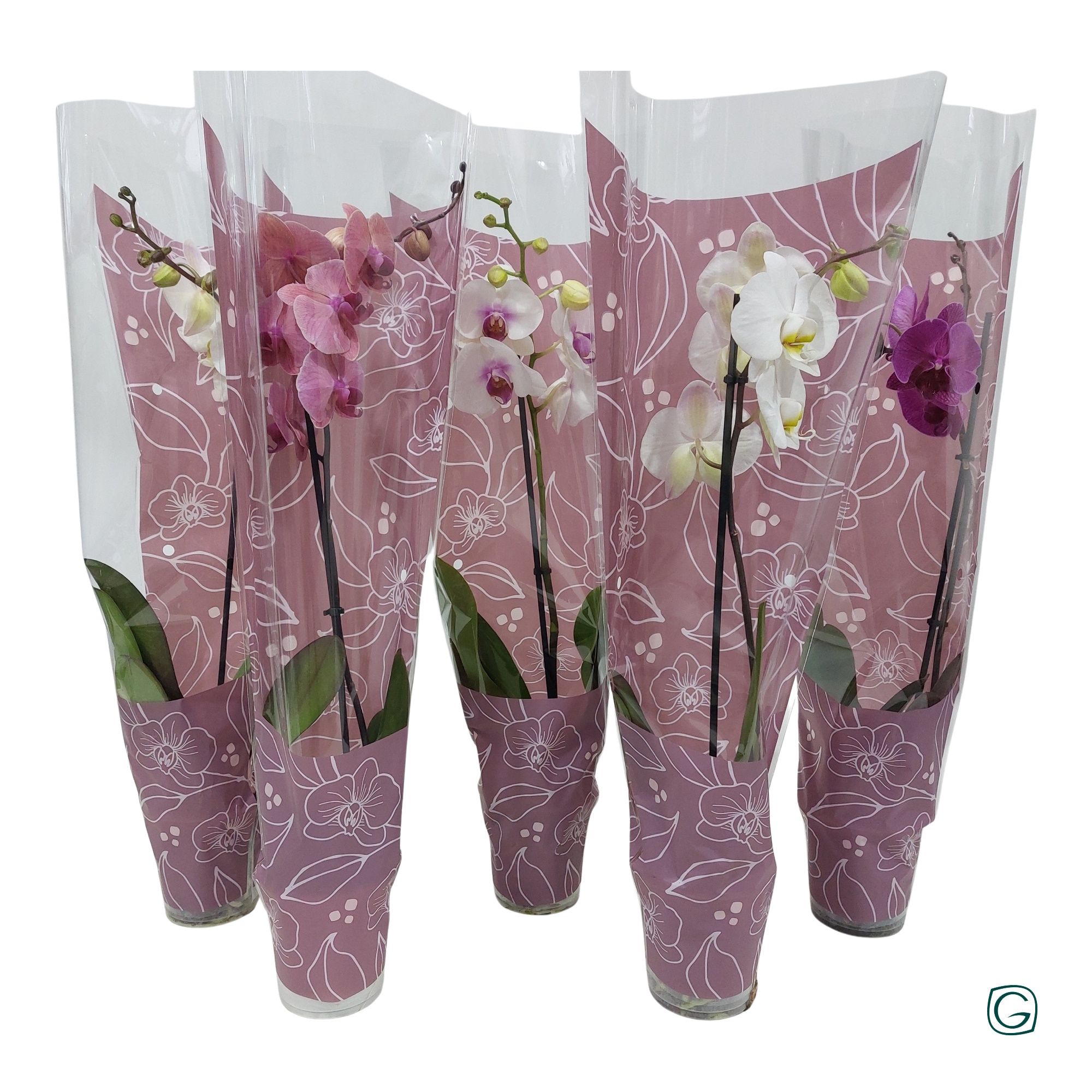 Phal. 1 tk mix Glamour-pink, D 12