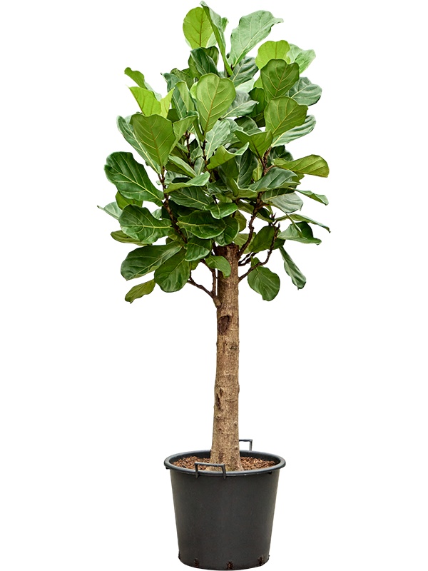 Ficus lyrata, D 45