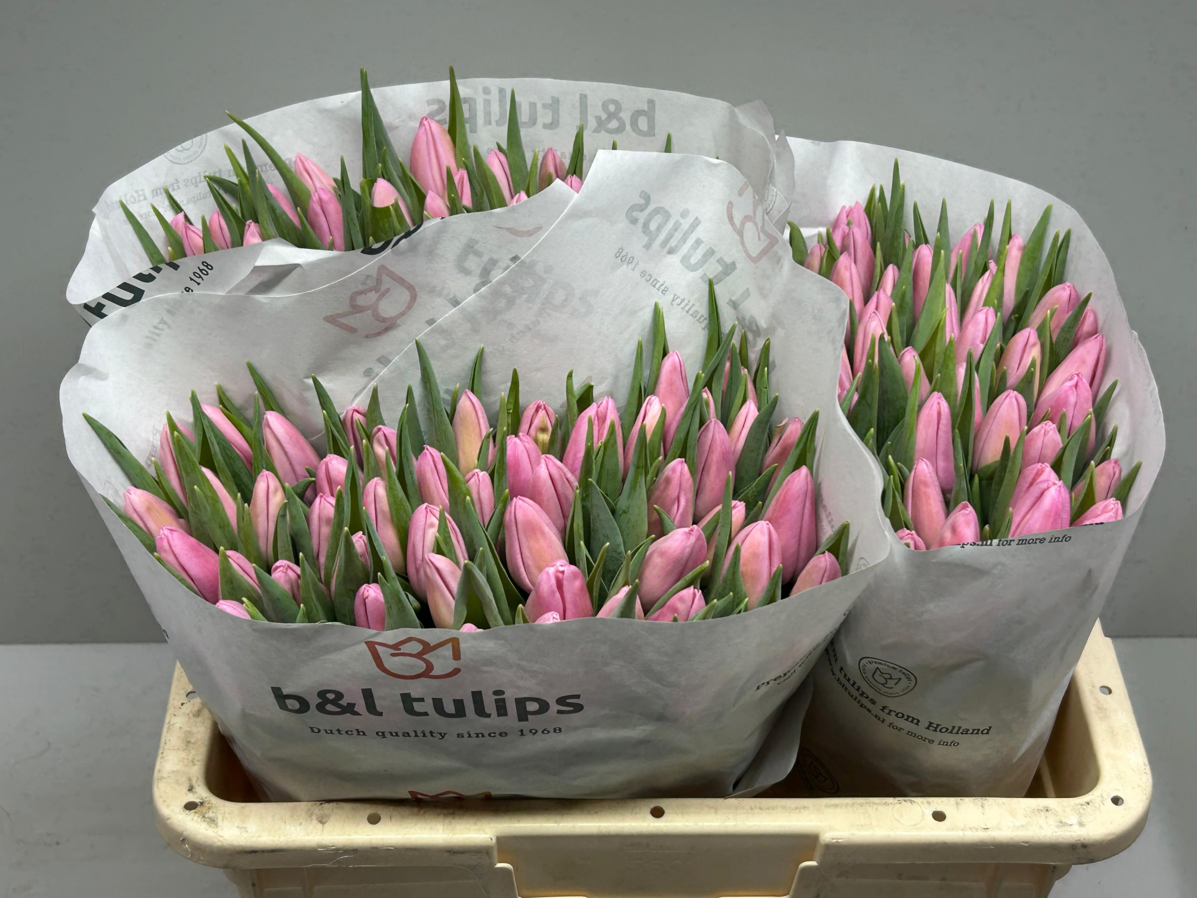 Тюльпан од. Аафке (светло-роз.), шт.