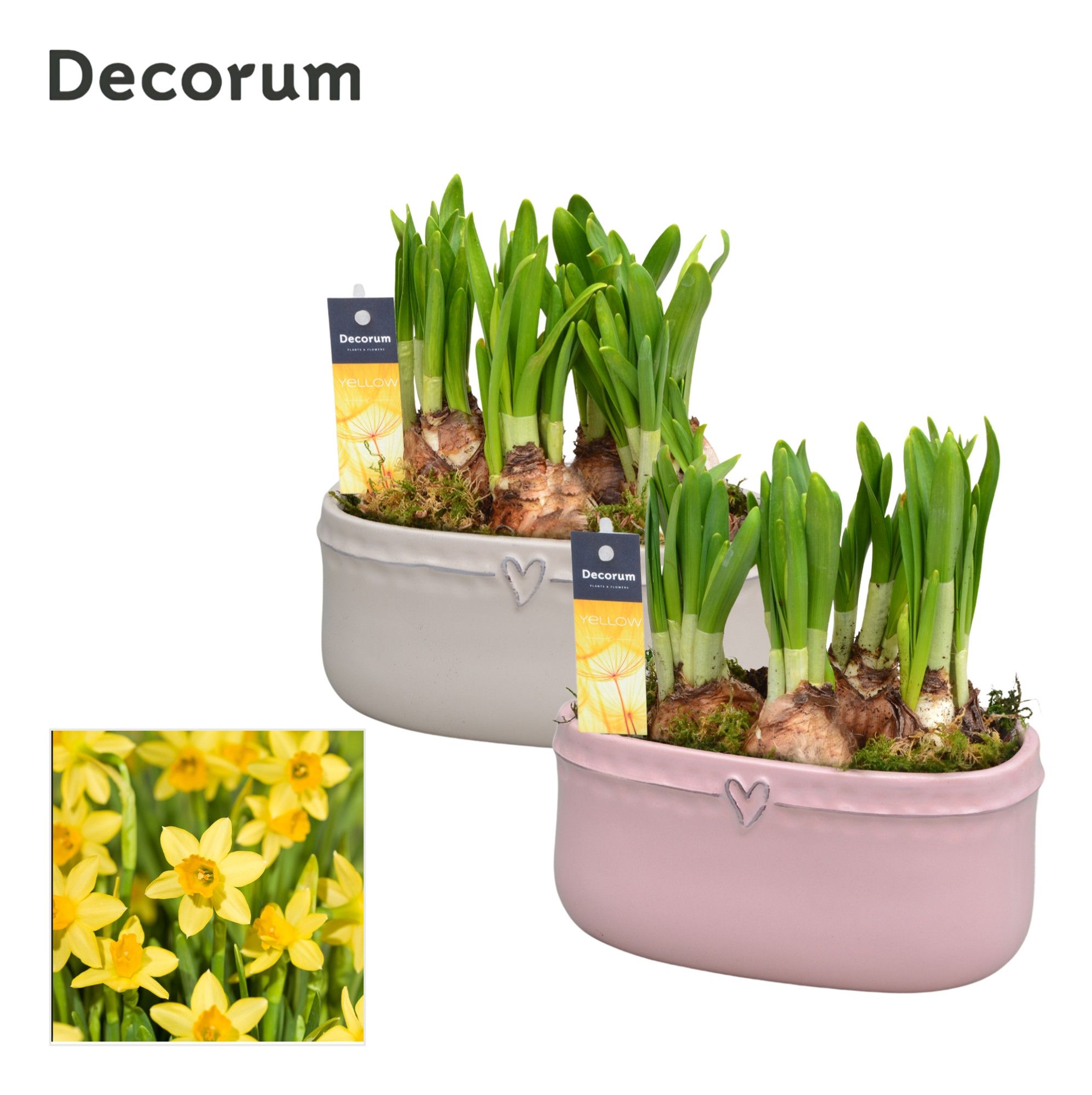 Narcis Sweet Love GM HL14497, D 16