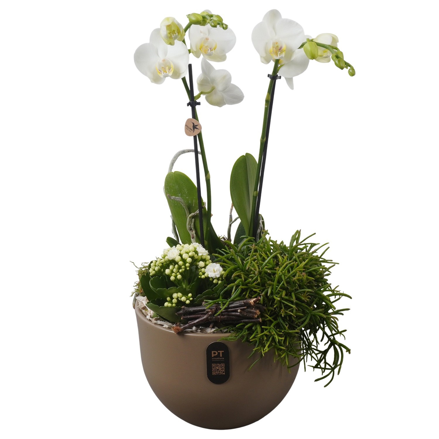 PTIB5165 Arrangement Indoor in keramiek pot, D 19