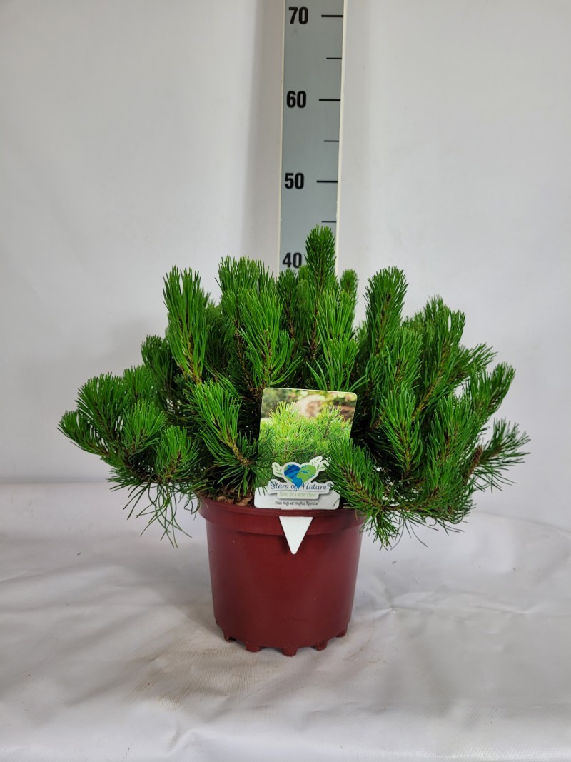 Pinus mugo var. mughus C3 30-40, D 19