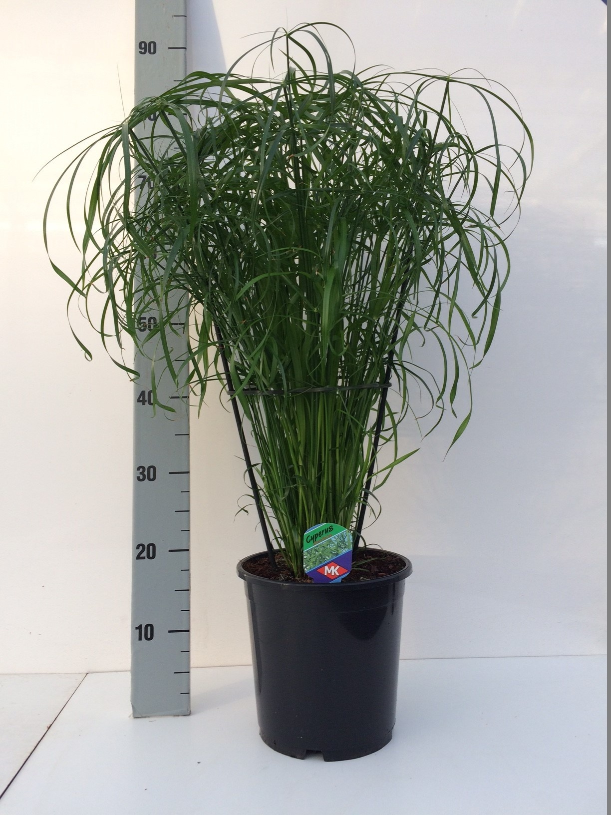 Cyperus alternifolius, D 21