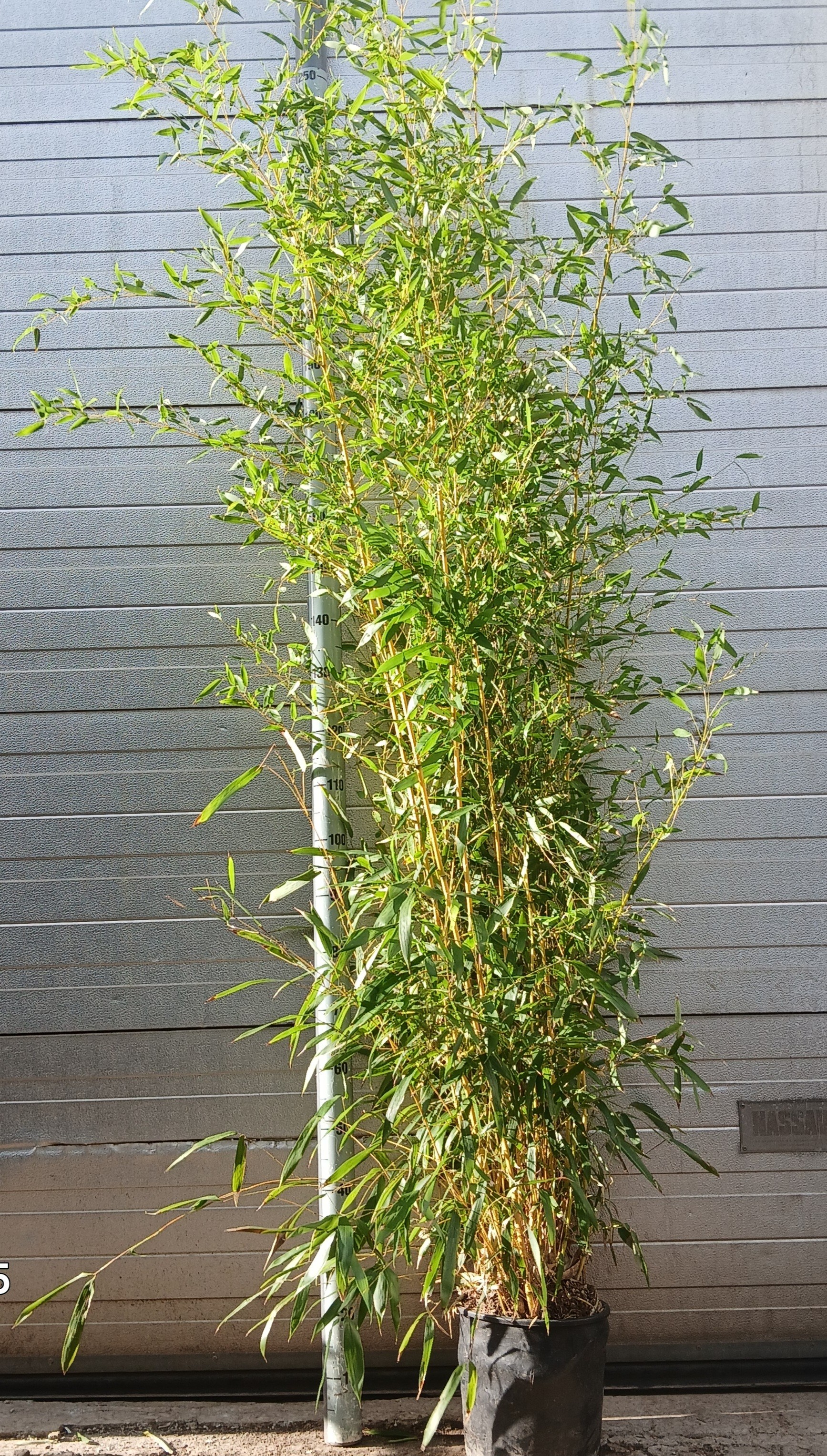 phyllostachys aurea, D 30