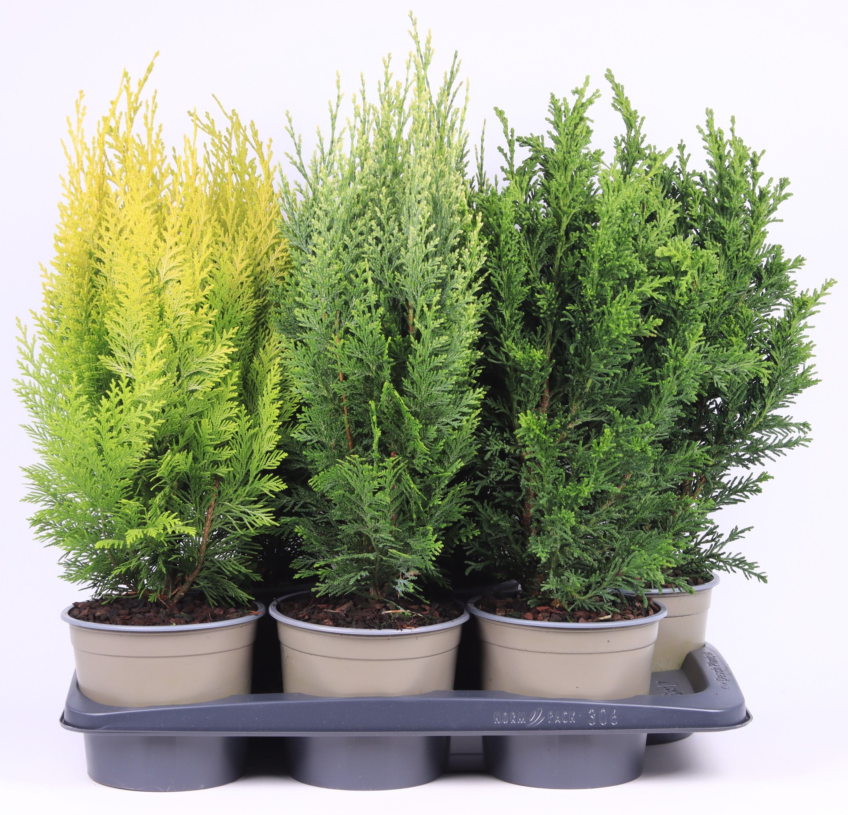 Opgaande mix P-17, D 17