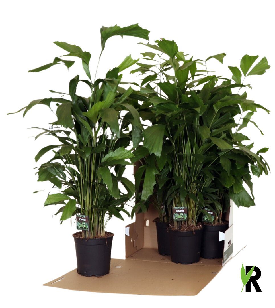 Caryota mitis in fust 352, D 21