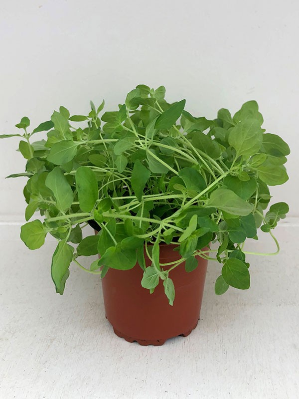 ORIGANUM VULGARE, D 11