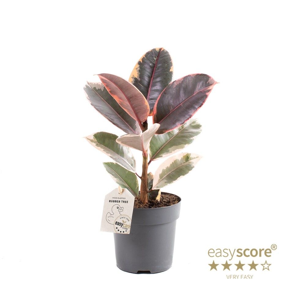 FICUS ELASTICA 'BELIZE', D 11