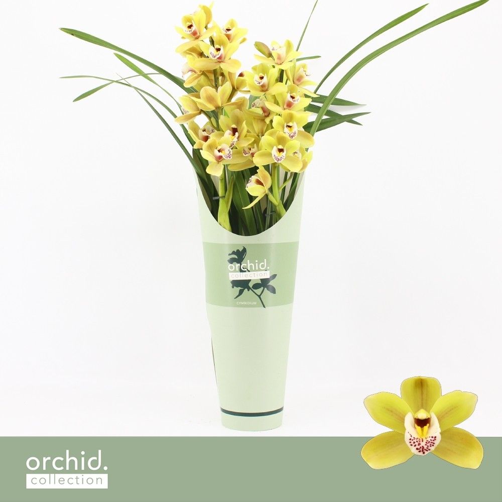 Cymbidium, Anna 2-spike P14 'Orchid Collection' Potcover, D 14
