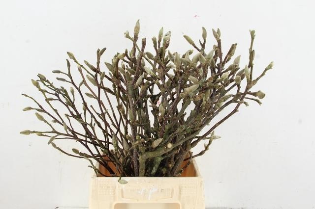 Магнолия Овериг 50, шт.