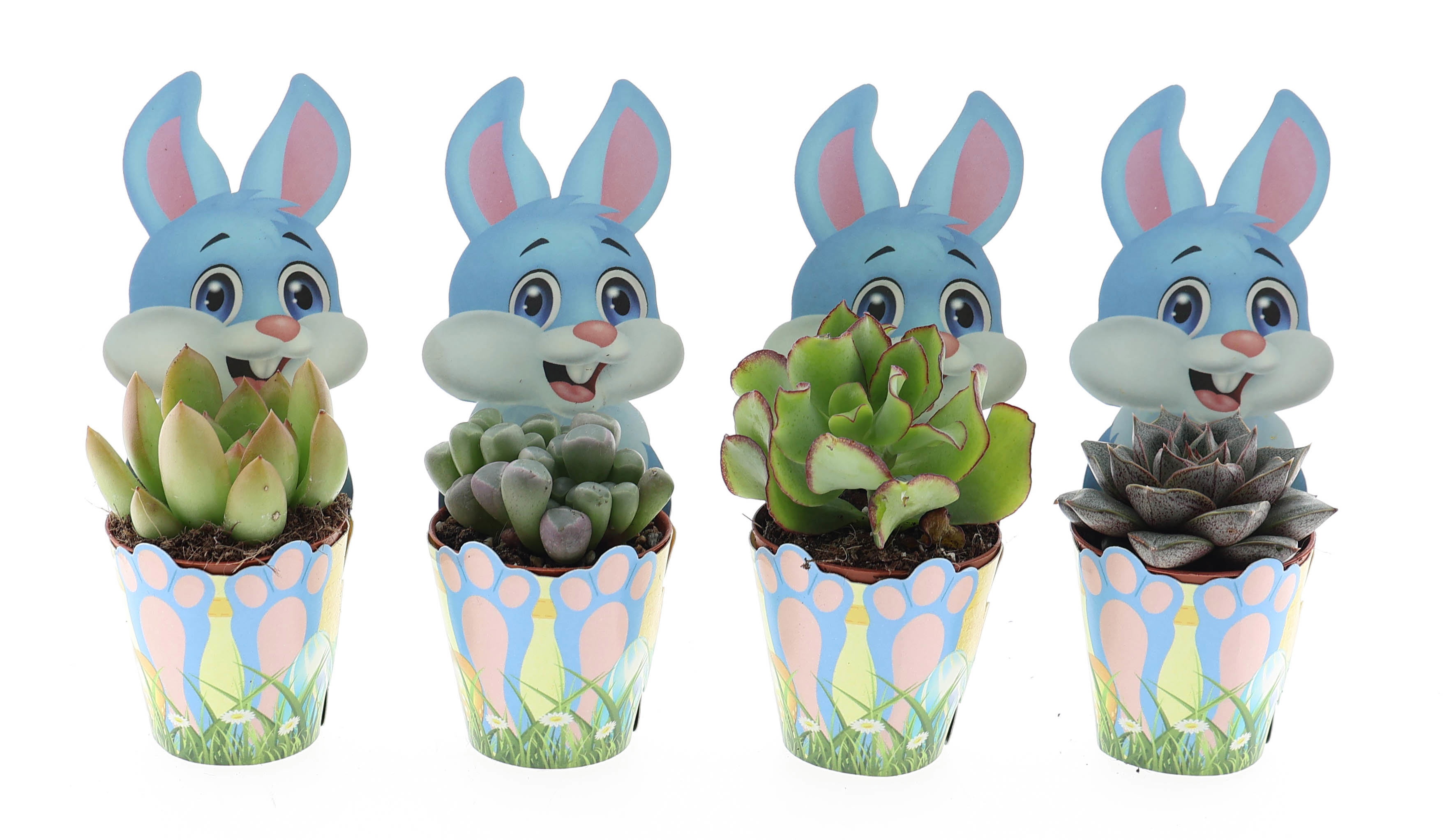 Potcover paashaas succulent mix, D 5,5