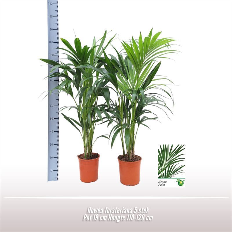 Howea forsteriana, D 19