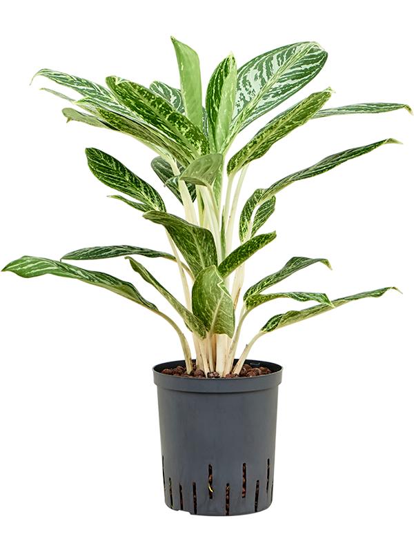 Aglaonema 'Madonna', D 18