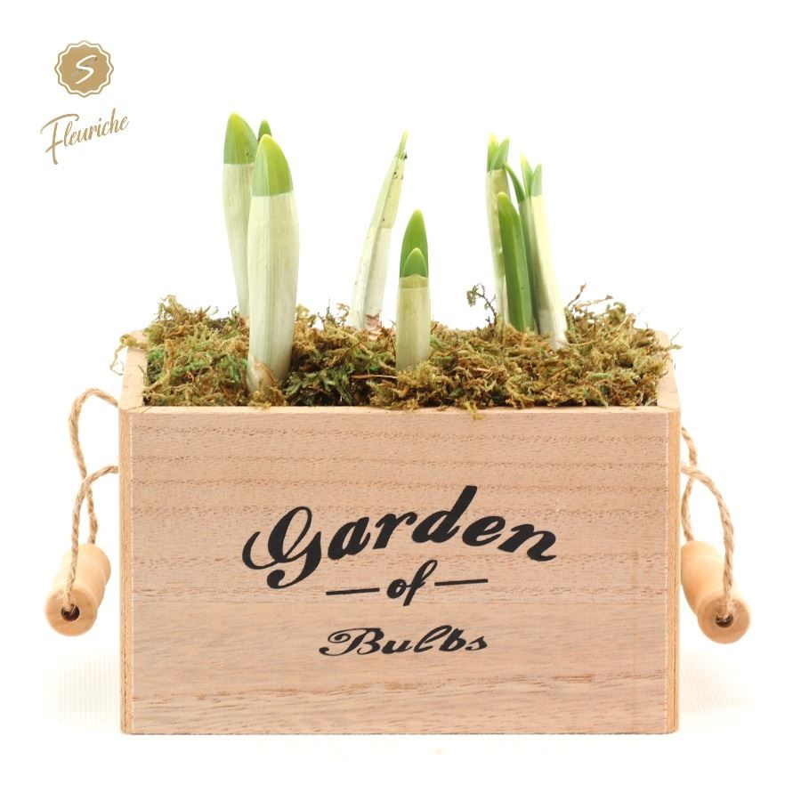 (2501) Narcissus Garden Flower 2PP Mos, D 16