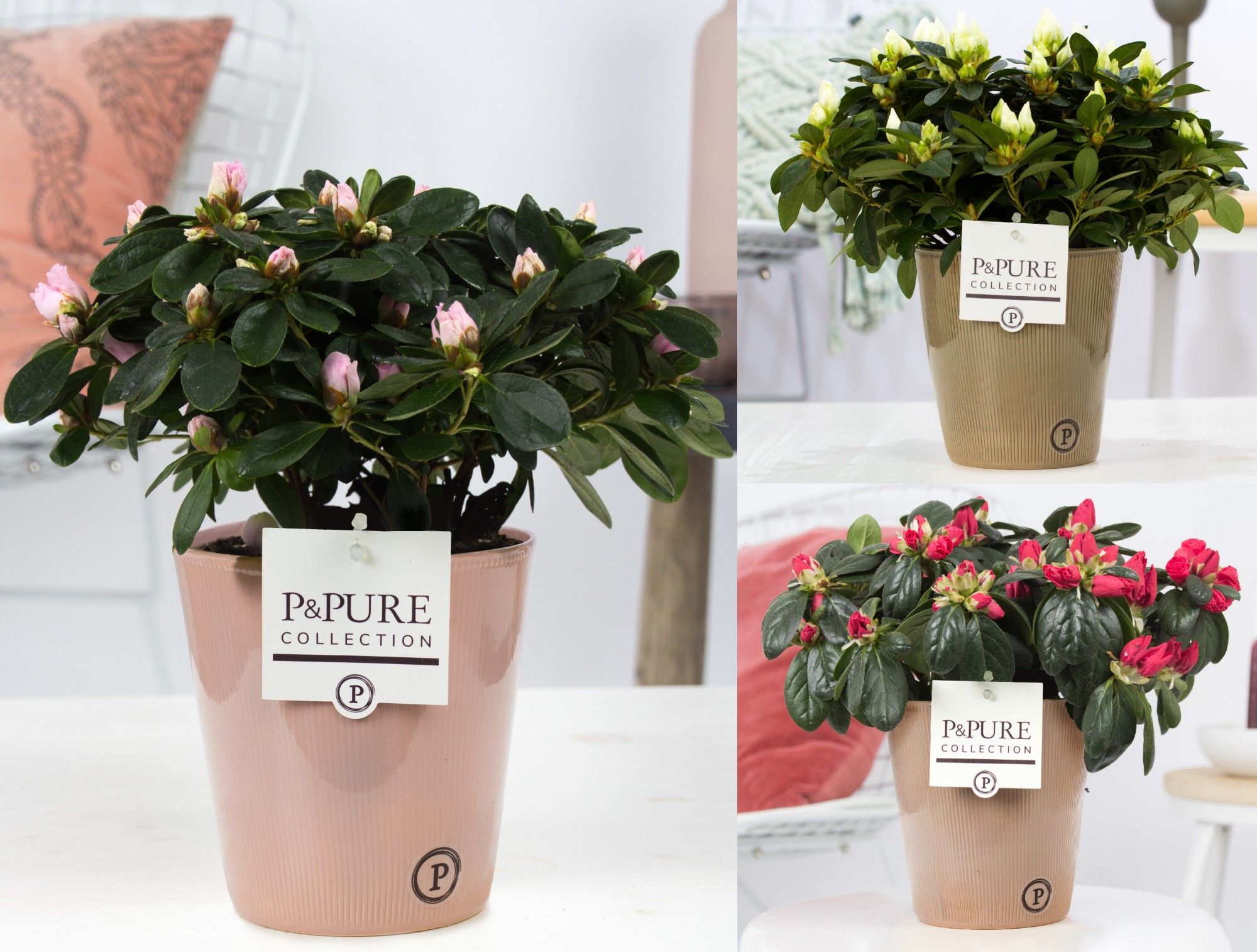 Azalea P&PURE Collection Ruby keramiek, D 12