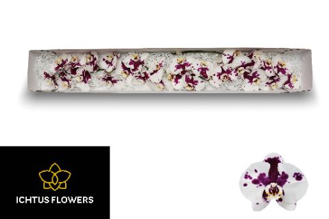 Фалинопсис Кимберли x25, шт.