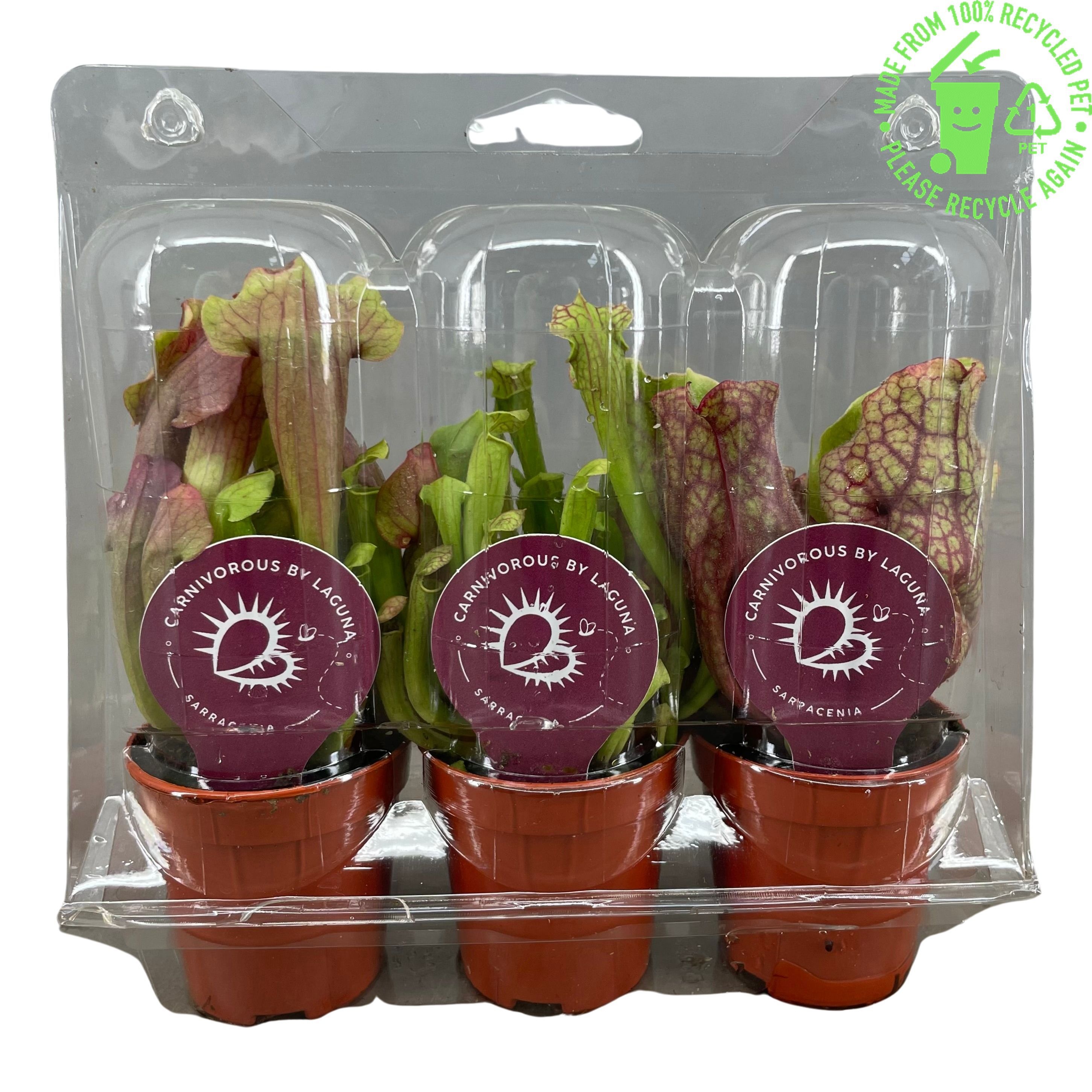 Sarracenia mix 5,5 cm, 3 stuks in transparante blister, D 6