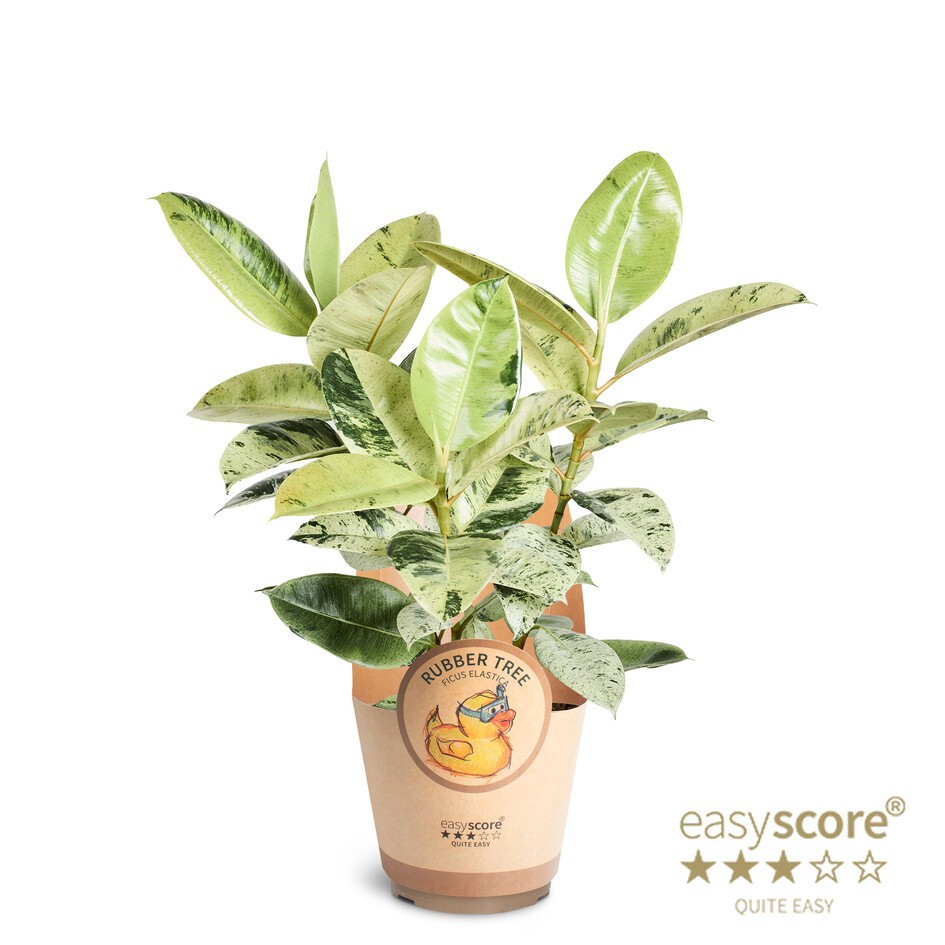 Ficus elastica ´Shivereana´, D 17