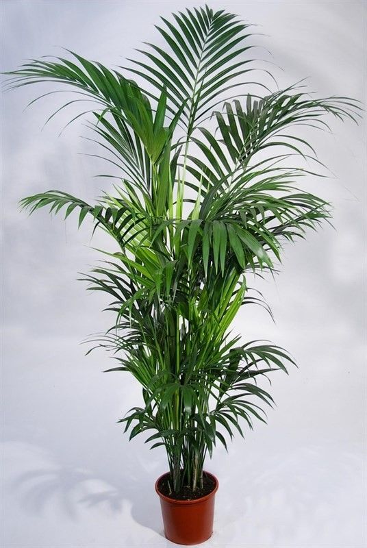 howea BUDGET LIJN, D 27