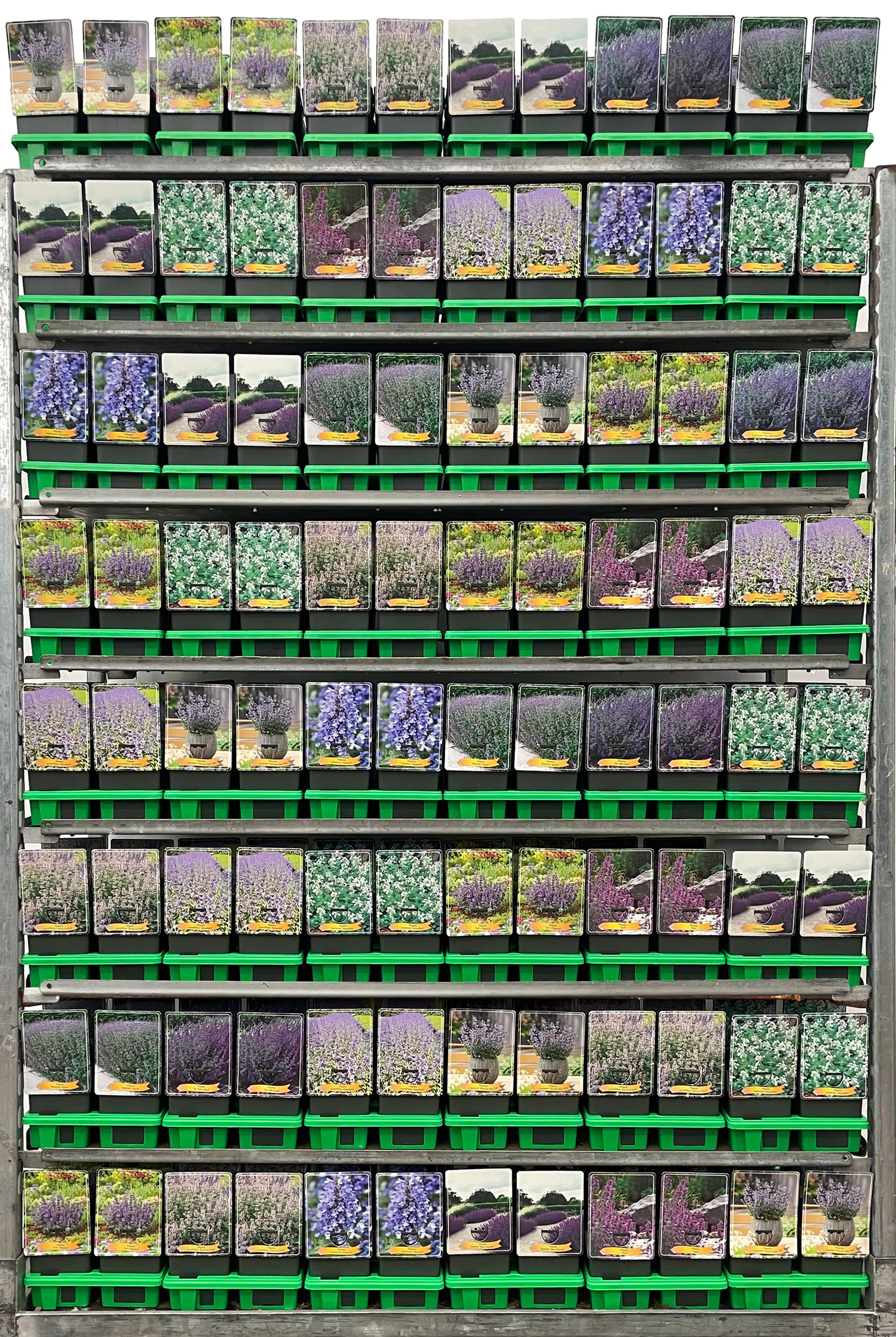 Nepeta Mix CC P11, D 11