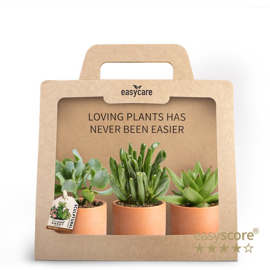 3-Pack Raw Terracotta, Succulent, D 7