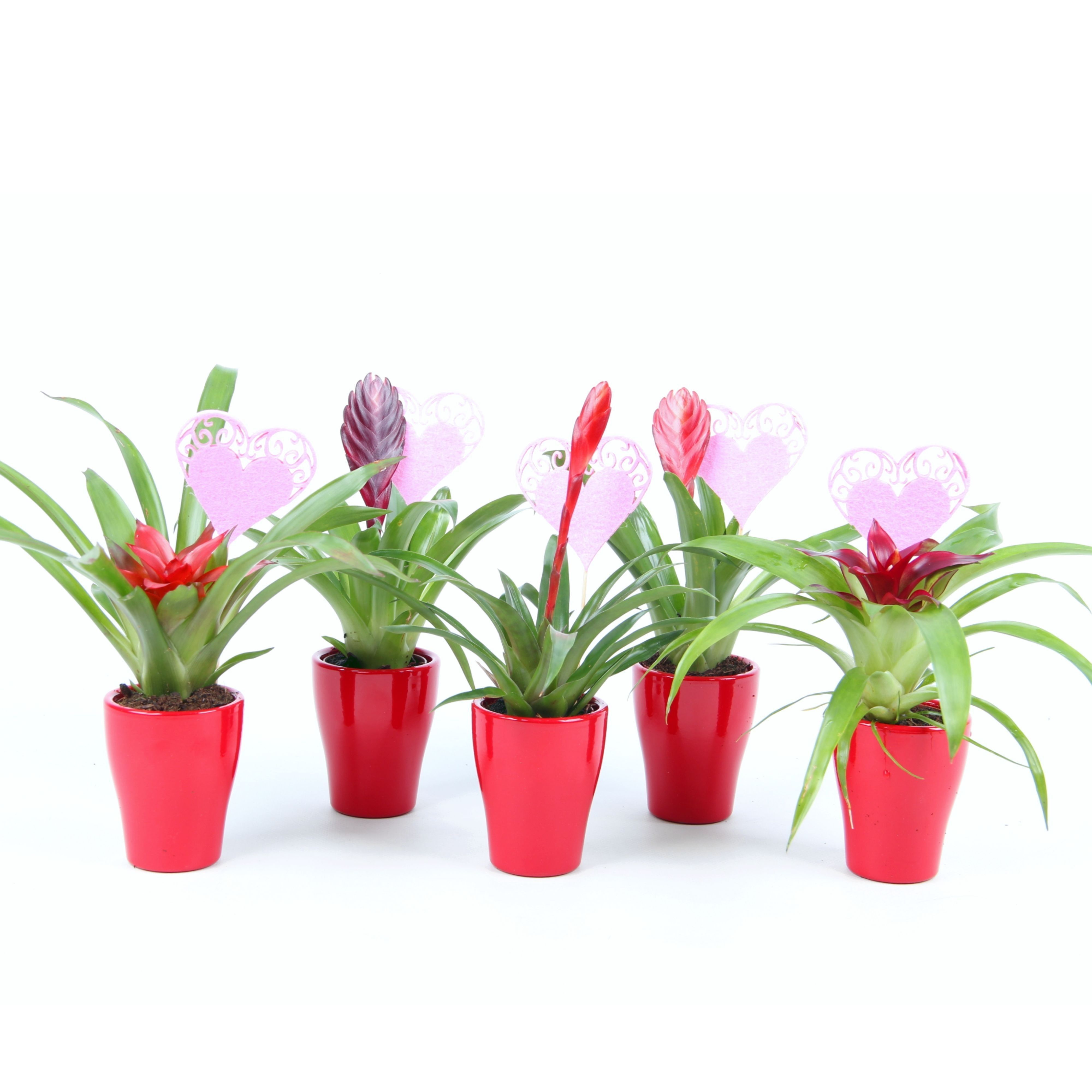 Bromini mix in rood keramiek met hartje, D 7