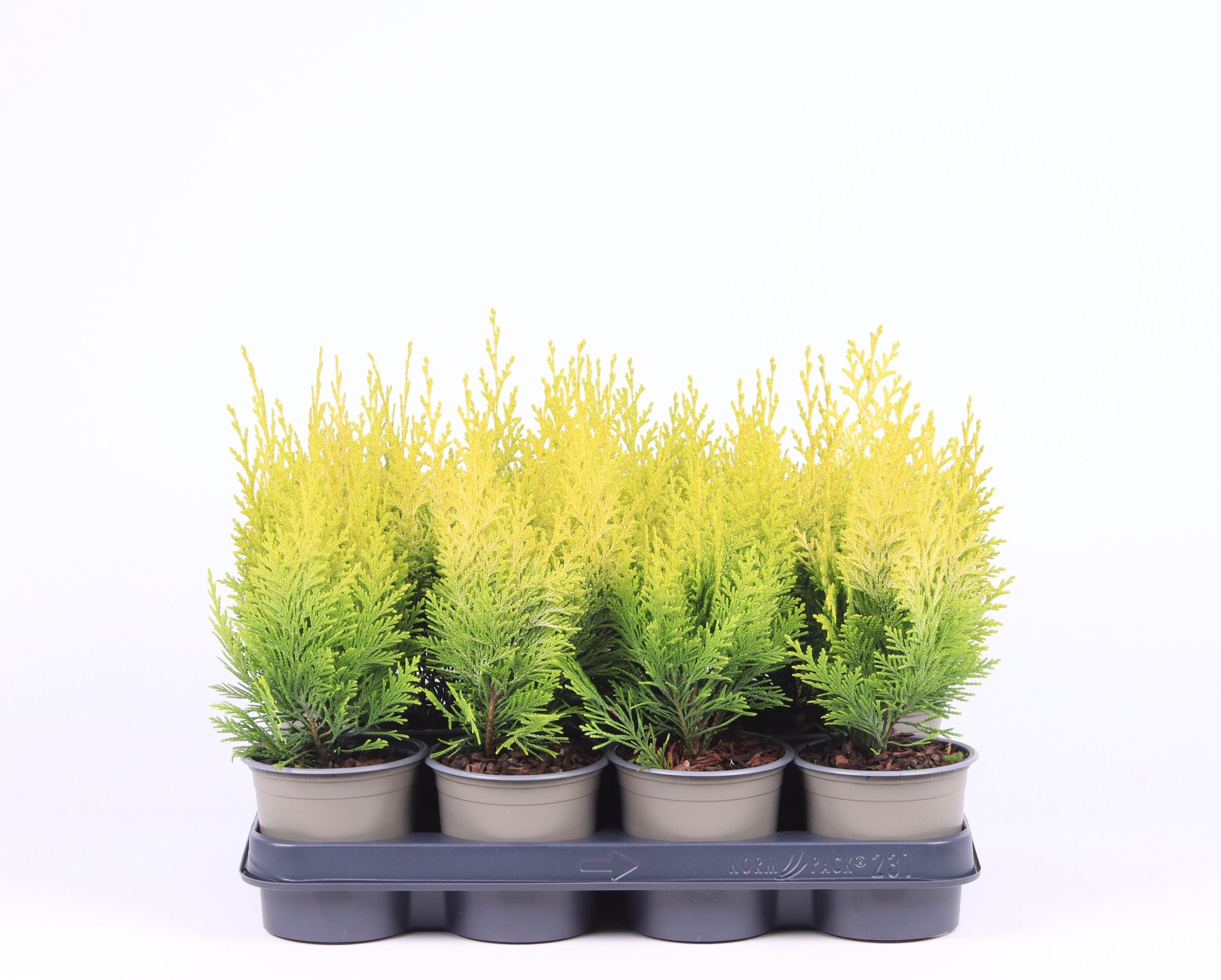 Chamaecyparis lawsoniana 'Ivonne', D 11