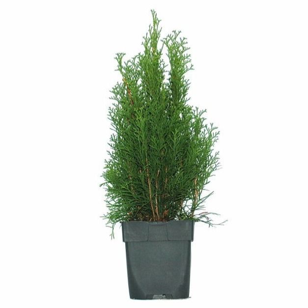 Thuja occidentalis 'Smaragd' P17, D 17