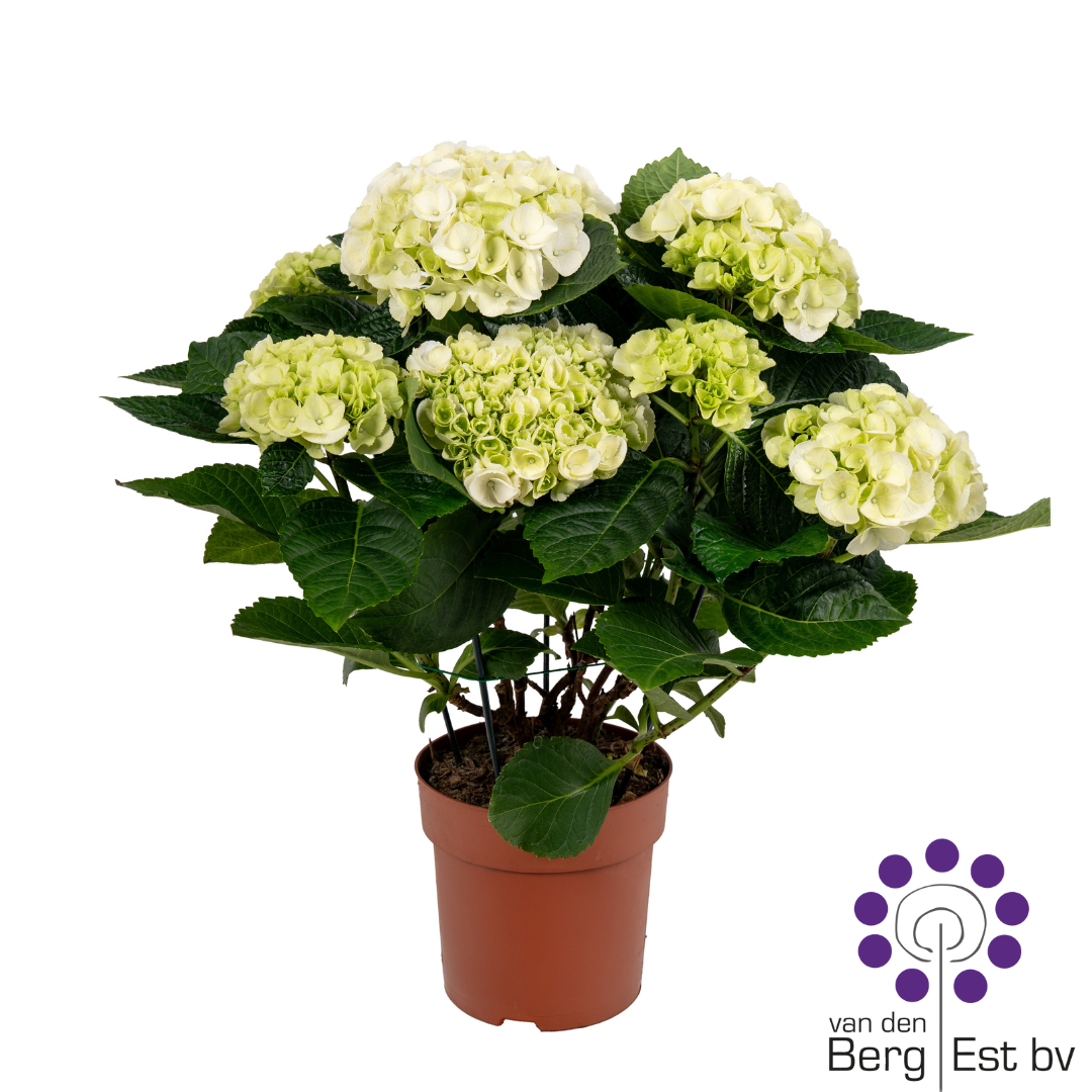 Hydrangea white 4/6, D 14