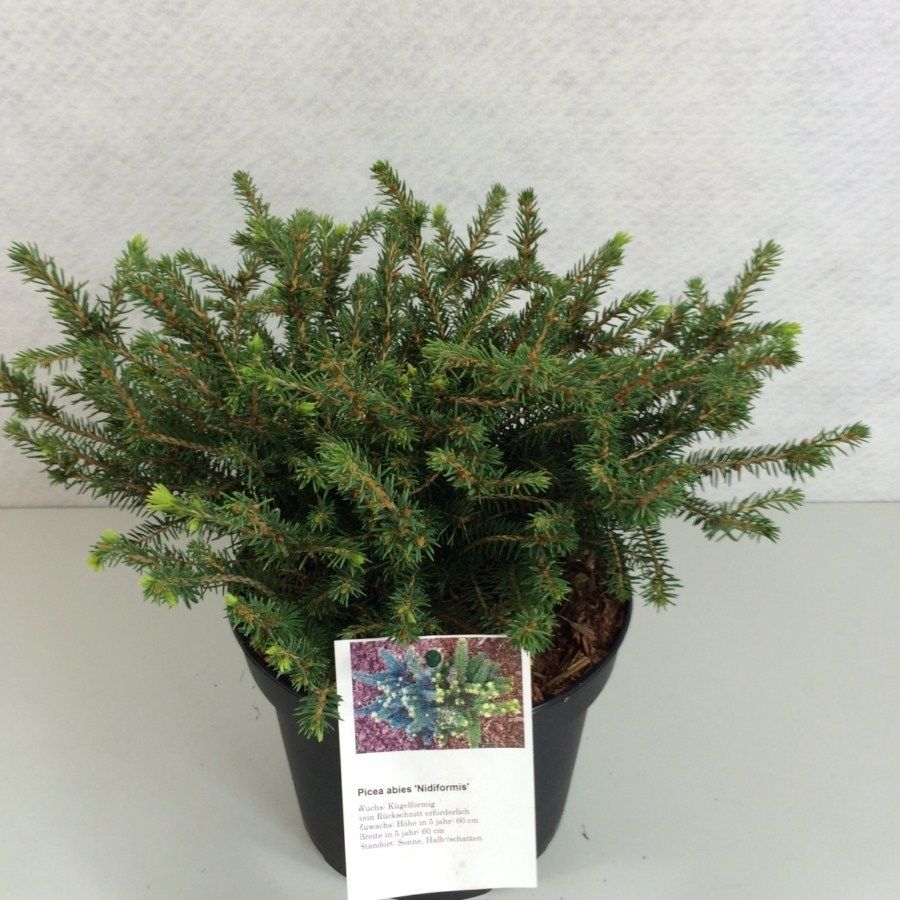 Picea abies 'Nidiformis', D 19