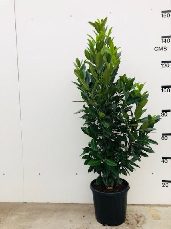 Prunus l. 'Greentorch', struik, D 38