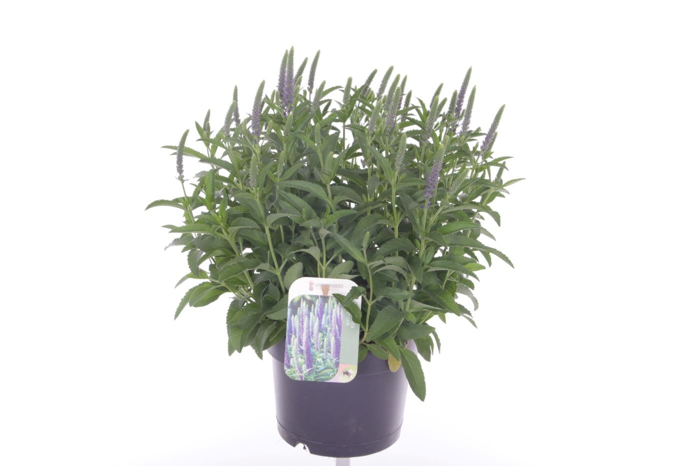 Veronica spicata Inspire Blue, D 17