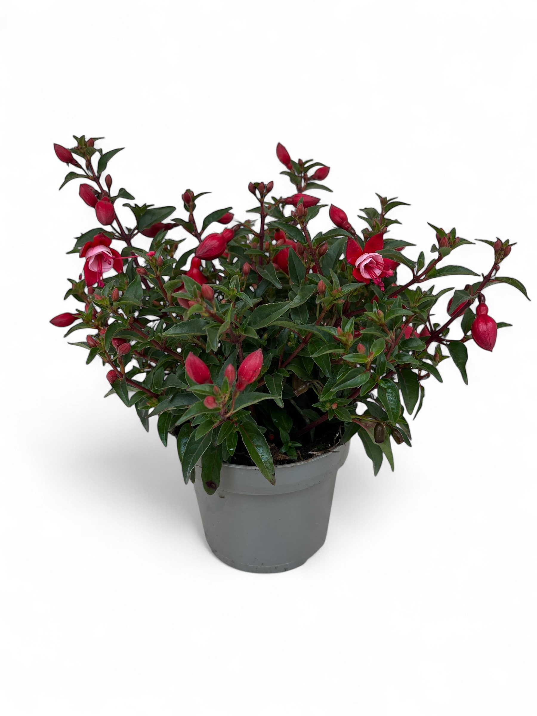 Fuchsia Menton Jollies ®, D 12