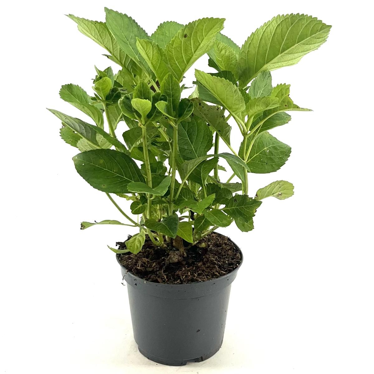 Hydrangea m. 'Messalina', D 19