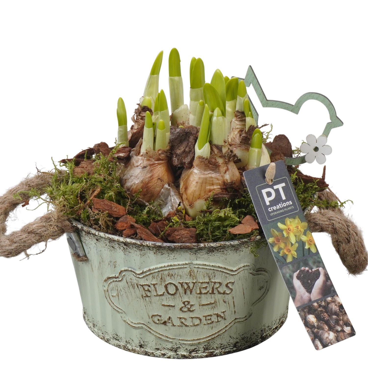 PTN8581 Arrangement Narcissus in zink pot, D 16