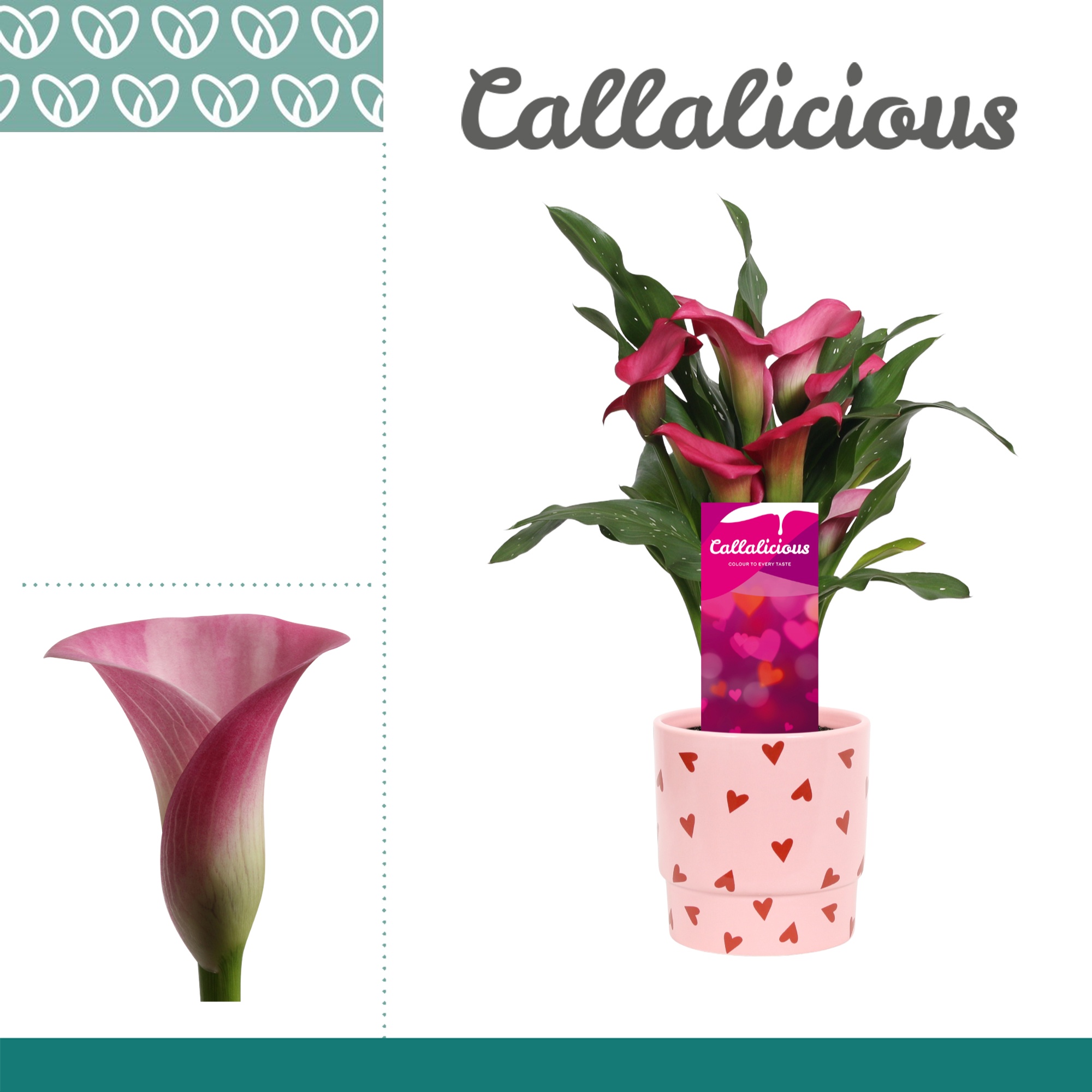 Zantedeschia (Calla) Roze in Ompot Lotte LOVE, D 12