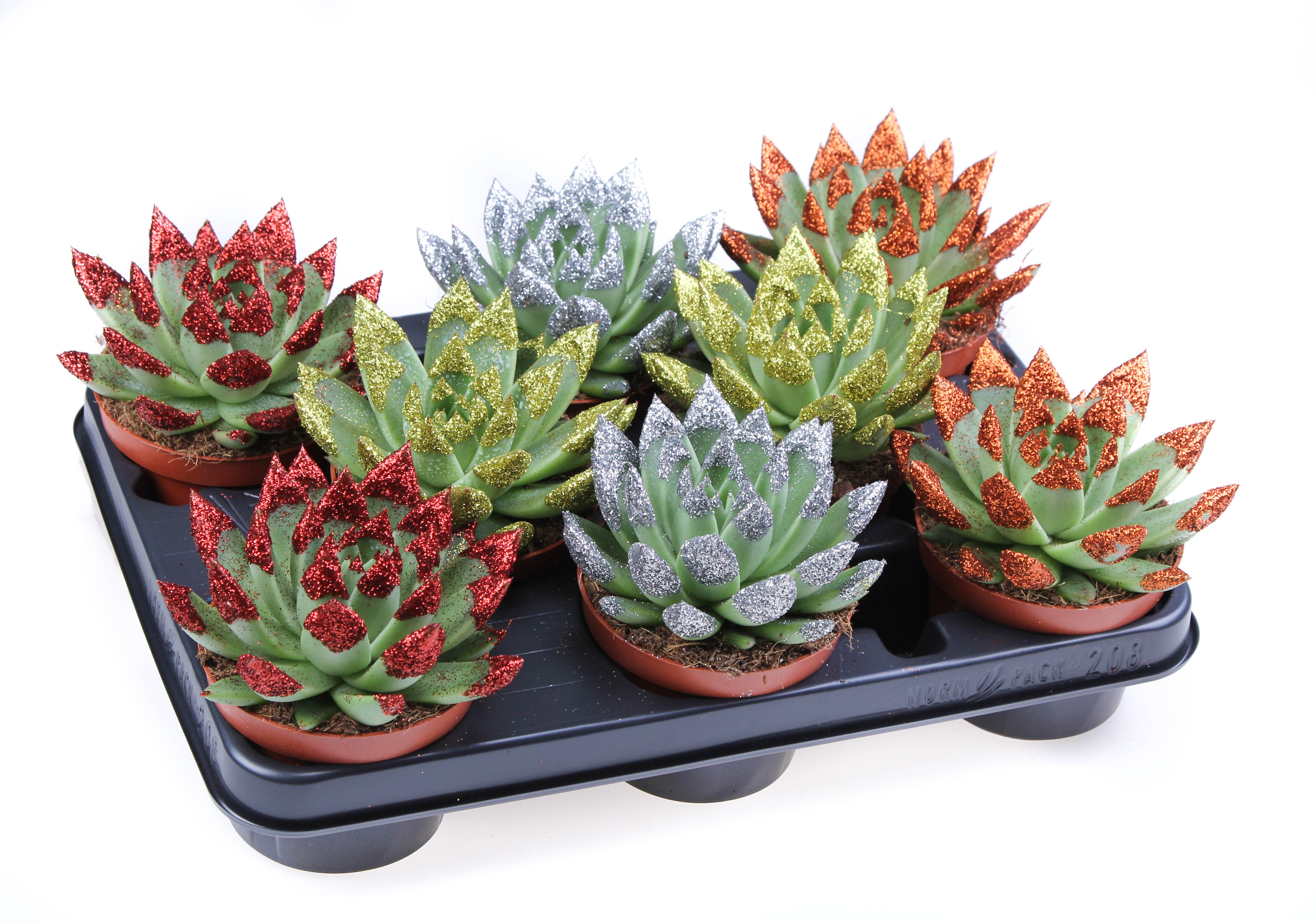 Miranda naturel + glittertips, D 10,5