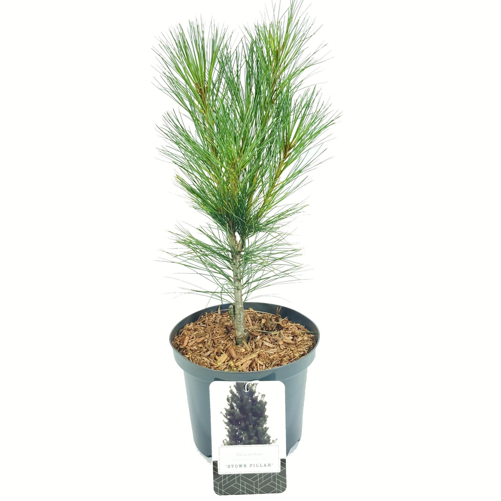 Pinus strobus 'Stowe Pillar', D 18