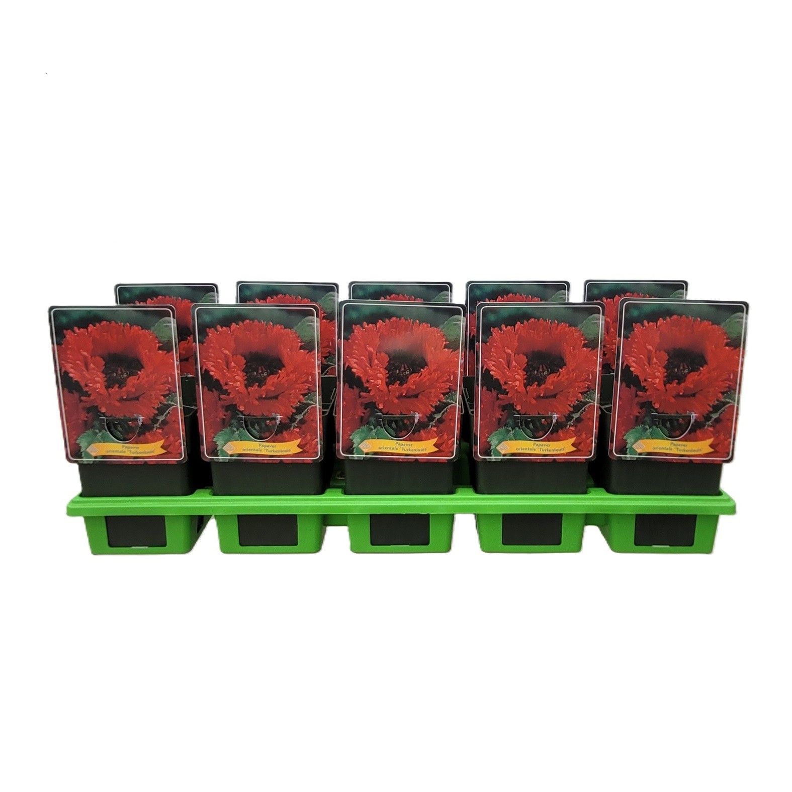 Papaver orientale 'Turkenlouis' P11, D 11