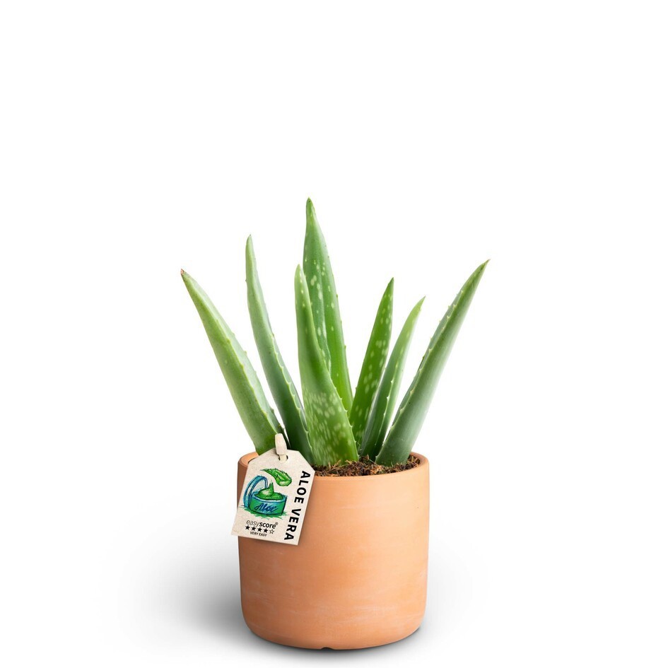 Raw Terracotta, Aloe Vera, D 10