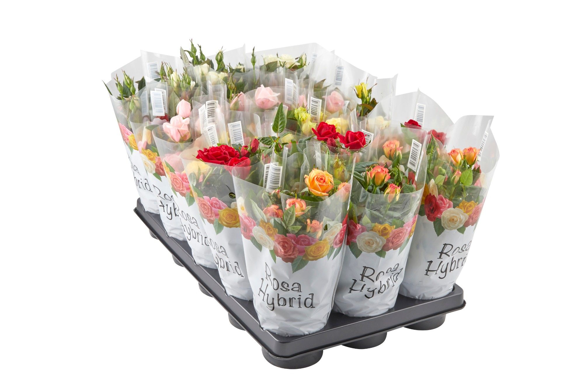 Rosa Kordana gemengd dikte 2, D 10,5