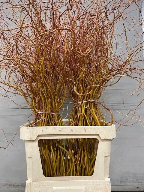 Саликс Голден Кюрлс 130, шт.