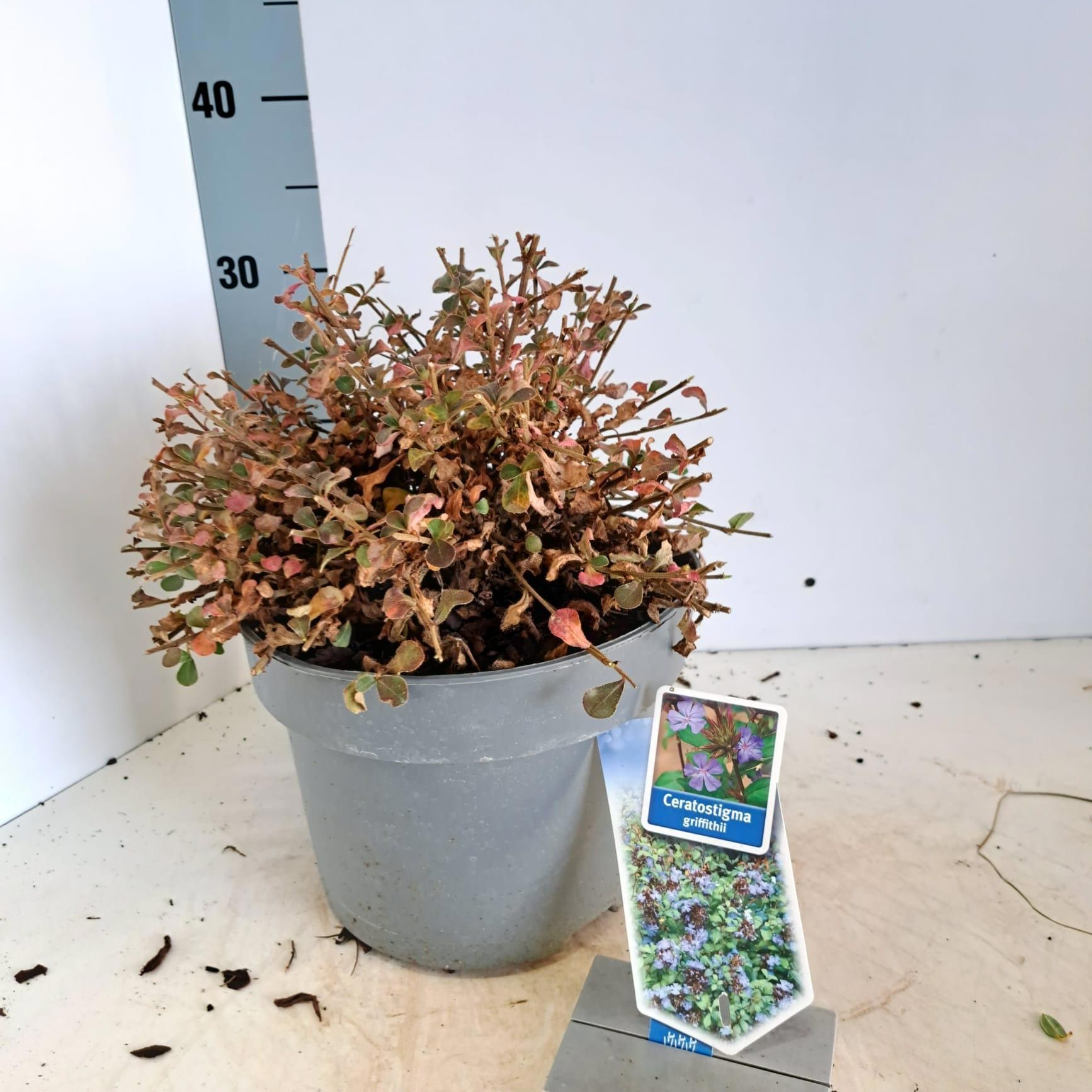 Ceratostigma griffithii, D 23