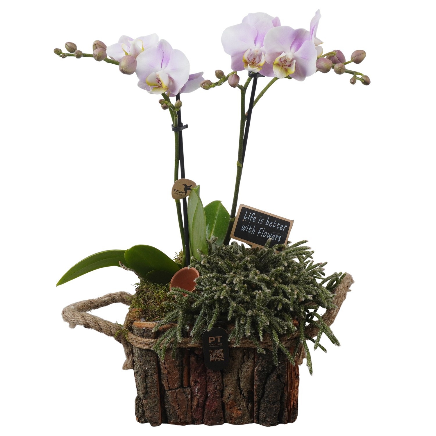 PTIB5280 Arrangement Indoor in houten bak, D 16