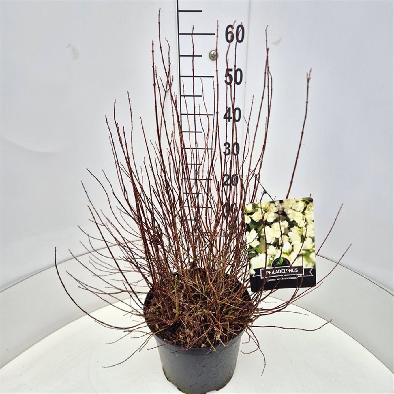 Philadelphus 'Manteau d'Hermine', D 28