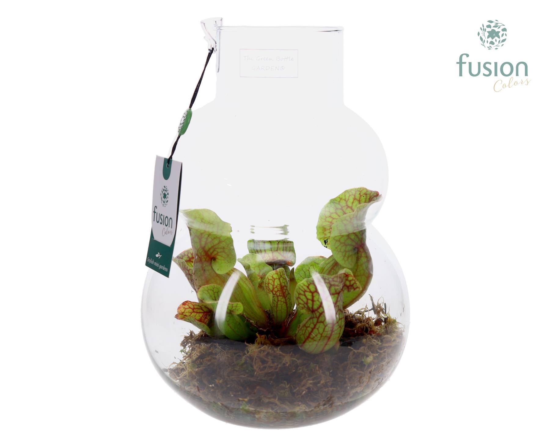 Green Bottle Olaf Medium met Vleesetende Planten, D 21