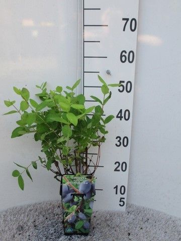 Lonicera k. Duet P14, D 14